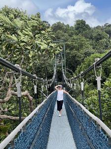treetop